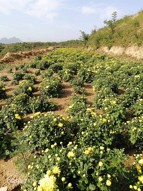 节水荔枝视频黄下载