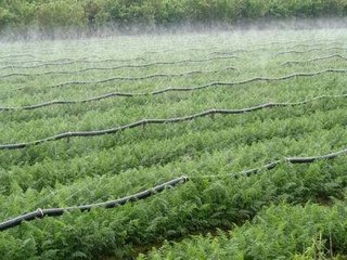 节水荔枝视频黄下载